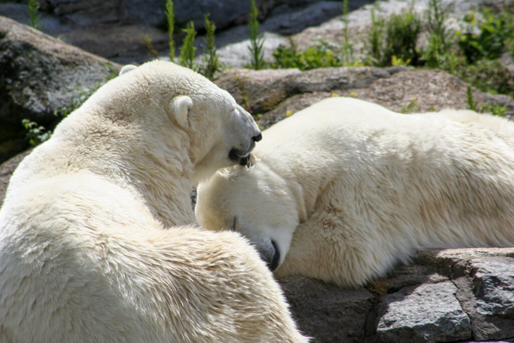 Berliner Zoo