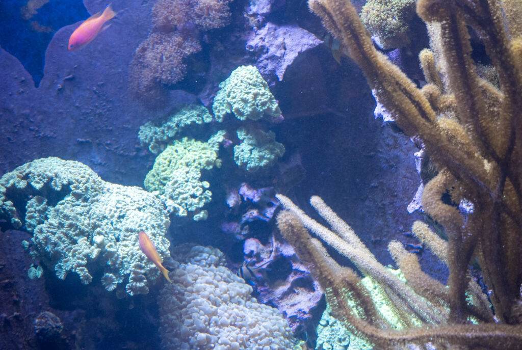 Aquazoo L&ouml;bbecke Museum D&uuml;sseldorf