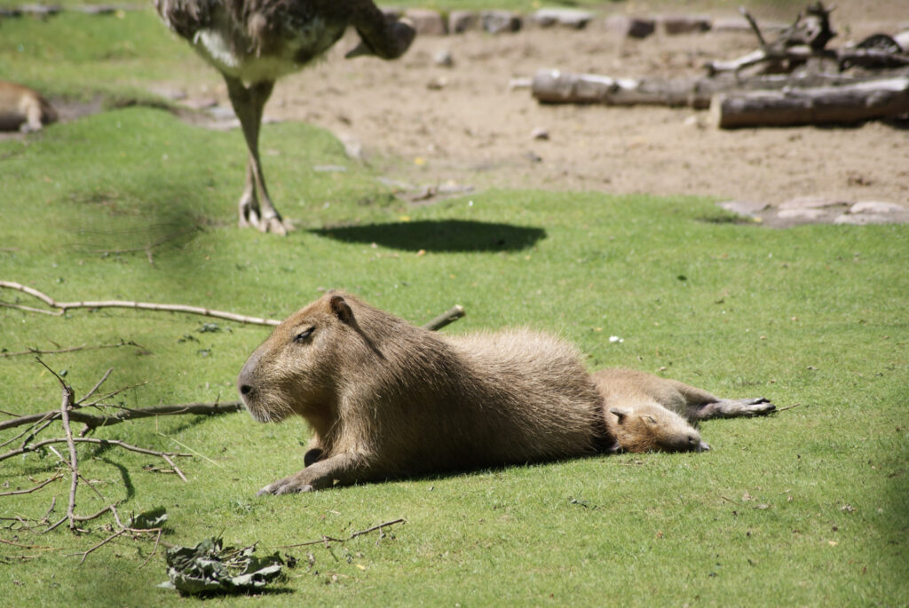 Berliner Zoo