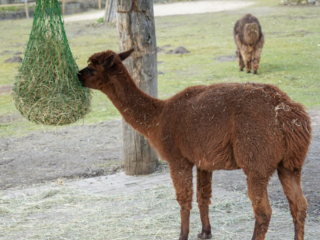 Alwetterzoo Münster Alwetterzoo Münster