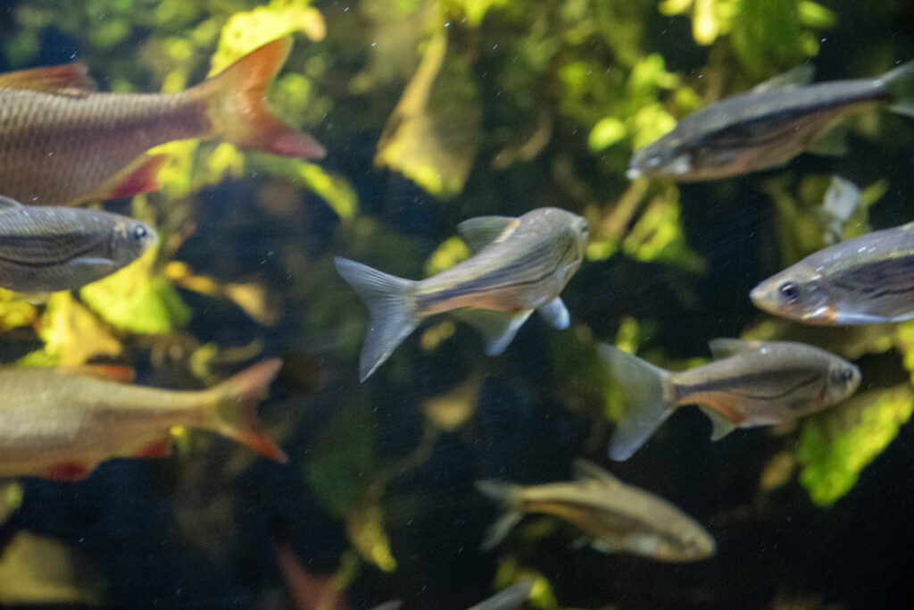 Aquazoo L&ouml;bbecke Museum D&uuml;sseldorf