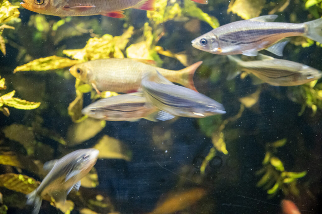 Aquazoo L&ouml;bbecke Museum D&uuml;sseldorf