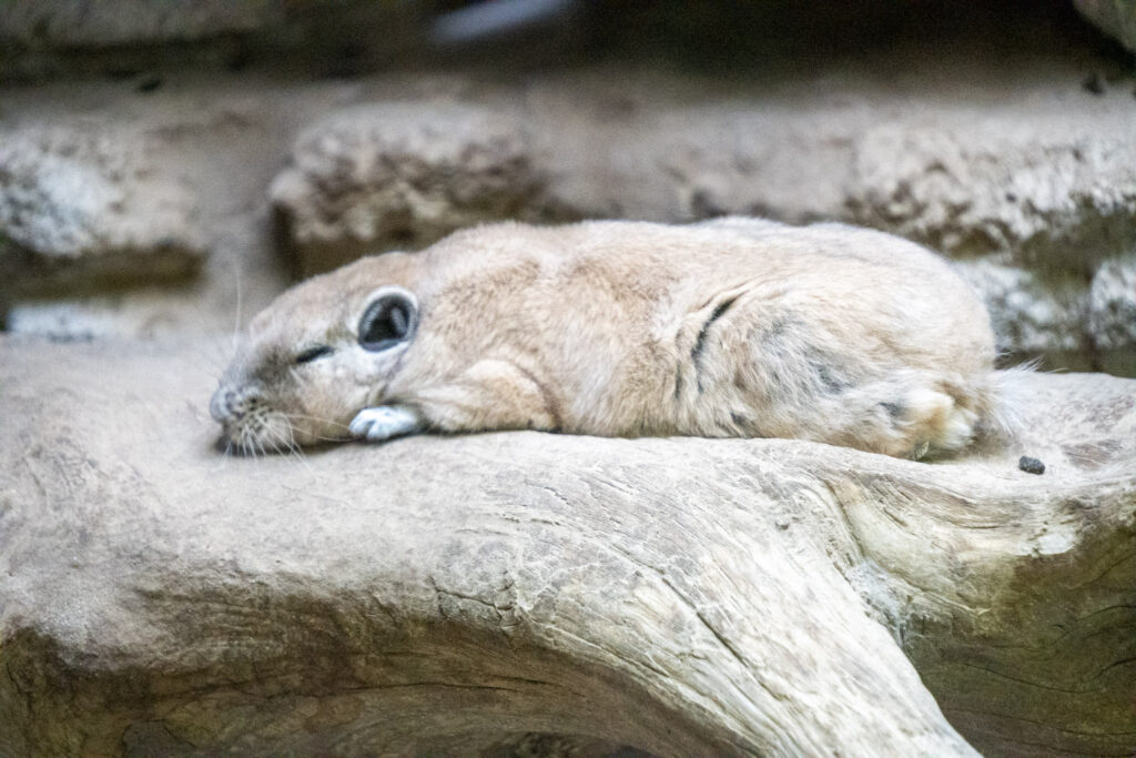 Aquazoo L&ouml;bbecke Museum D&uuml;sseldorf