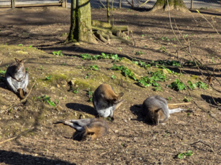 Br&uuml;ckenkopfpark J&uuml;lich