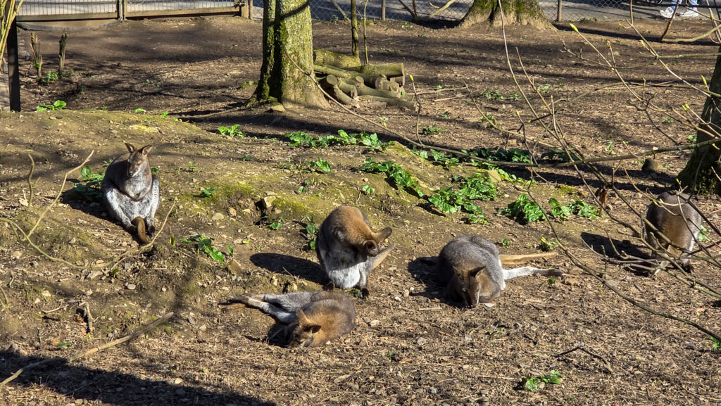 Br&uuml;ckenkopfpark J&uuml;lich