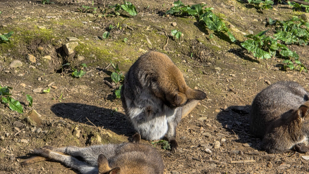 Br&uuml;ckenkopfpark J&uuml;lich