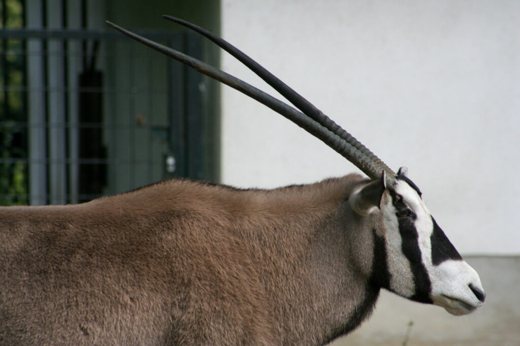 Berliner Zoo