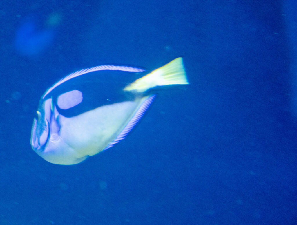 Aquazoo L&ouml;bbecke Museum D&uuml;sseldorf