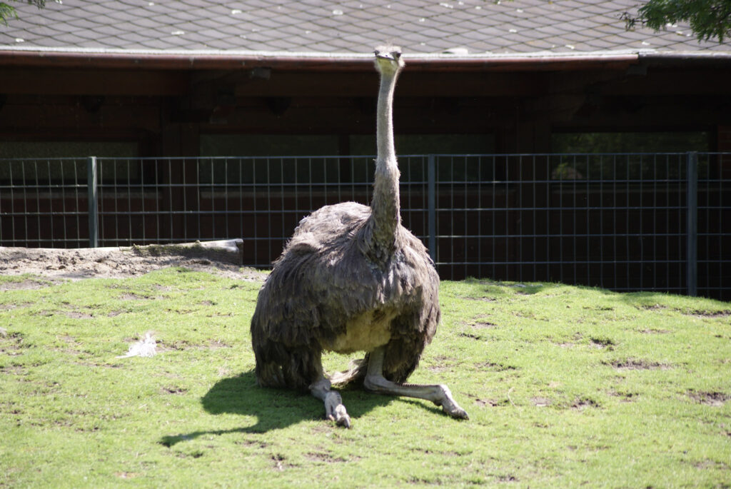 Berliner Zoo