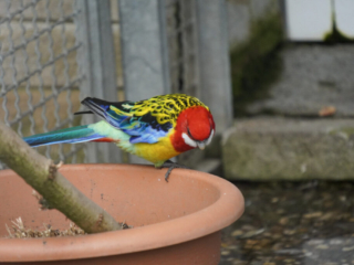 Grugapark Essen