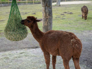 Alwetterzoo Münster Alwetterzoo Münster