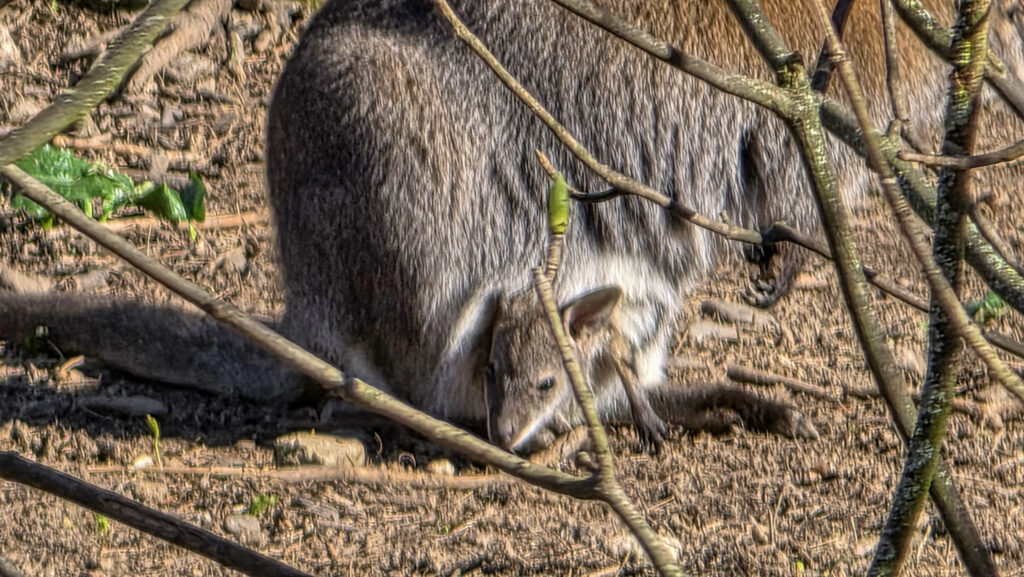 Br&uuml;ckenkopfpark J&uuml;lich
