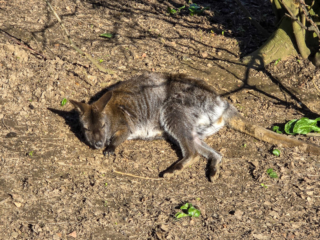 Br&uuml;ckenkopfpark J&uuml;lich