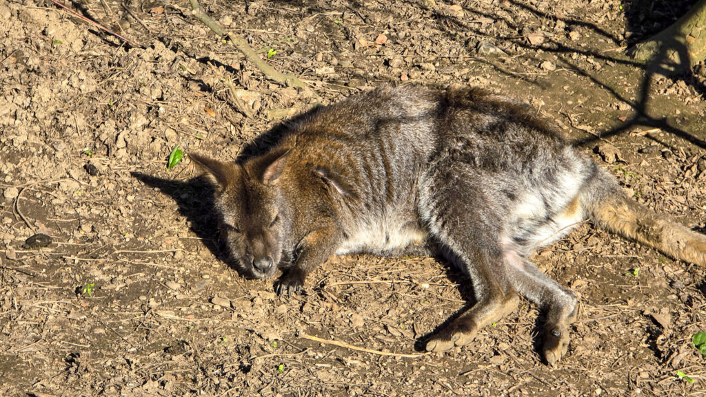 Br&uuml;ckenkopfpark J&uuml;lich