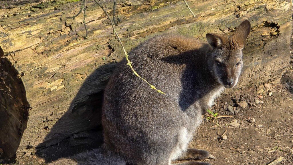 Br&uuml;ckenkopfpark J&uuml;lich