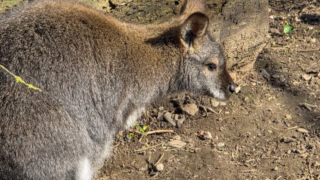 Br&uuml;ckenkopfpark J&uuml;lich