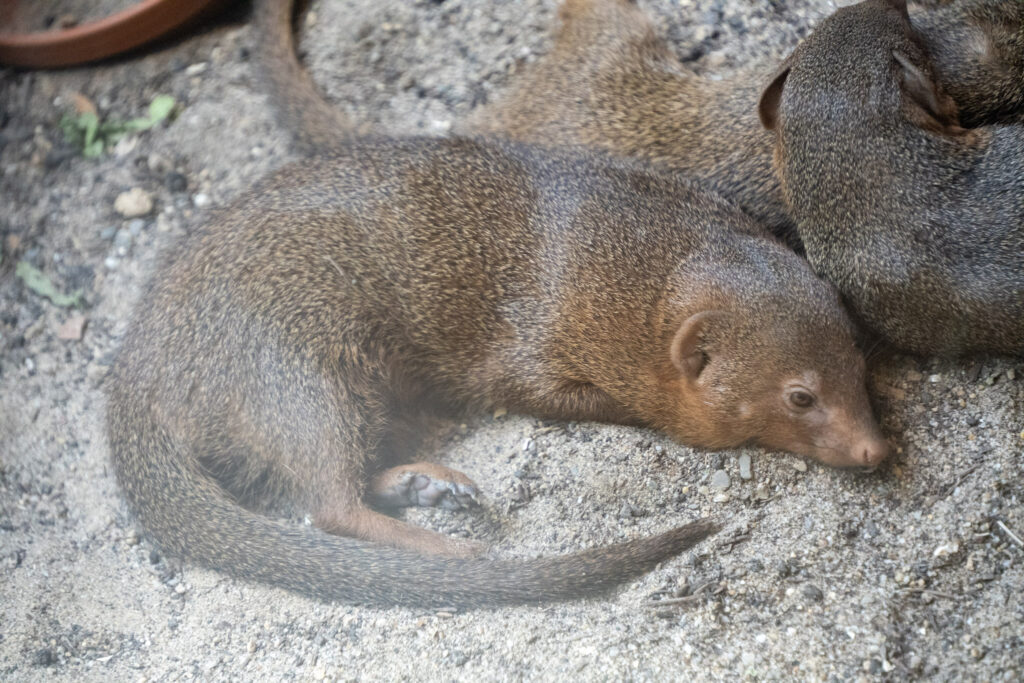 Aquazoo L&ouml;bbecke Museum D&uuml;sseldorf