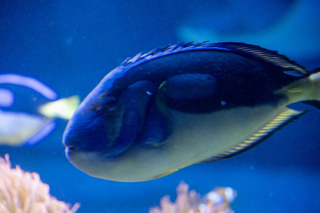 Aquazoo L&ouml;bbecke Museum D&uuml;sseldorf