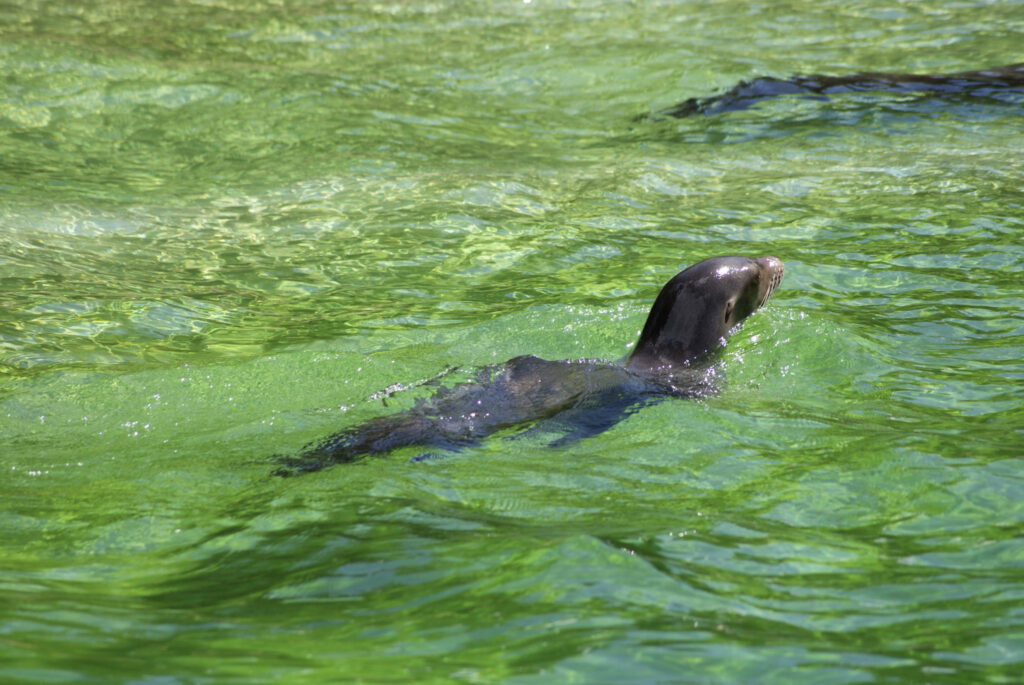 Berliner Zoo