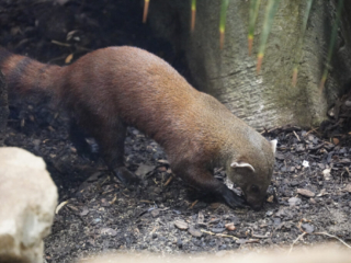 Alwetterzoo Münster Alwetterzoo Münster