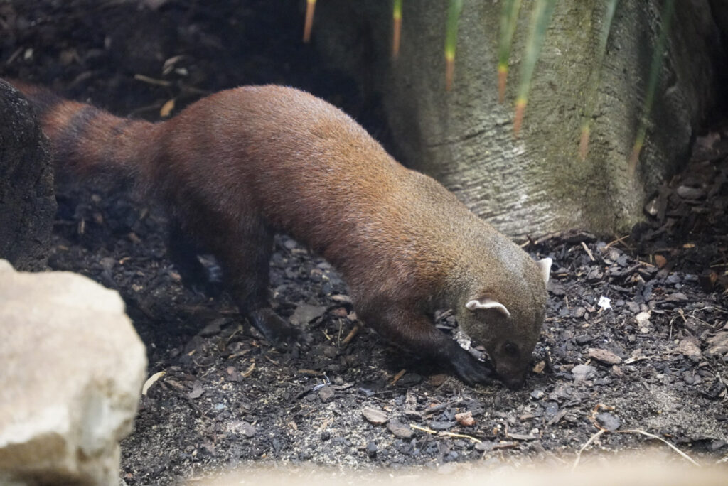 Alwetterzoo Münster Alwetterzoo Münster