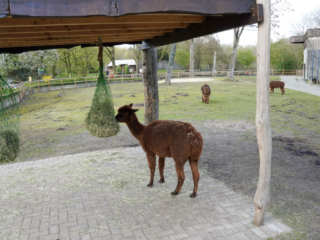 Alwetterzoo Münster Alwetterzoo Münster