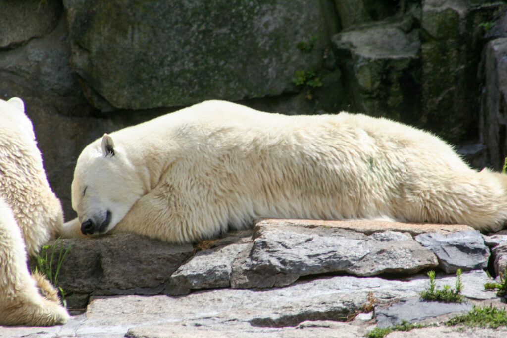 Berliner Zoo