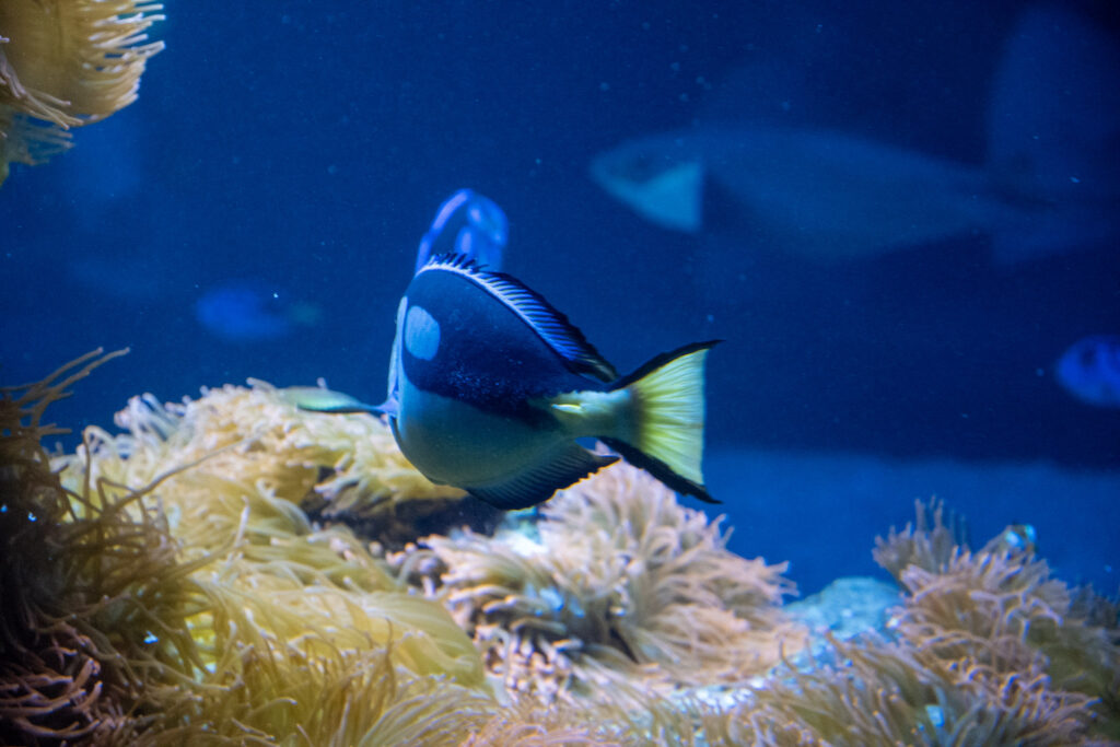 Aquazoo L&ouml;bbecke Museum D&uuml;sseldorf