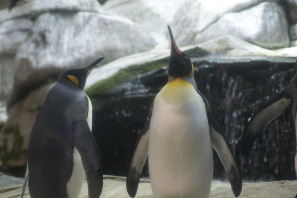 Berliner Zoo