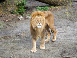 Alwetterzoo Münster Alwetterzoo Münster