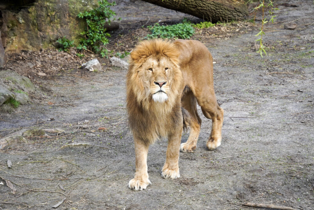 Alwetterzoo Münster Alwetterzoo Münster