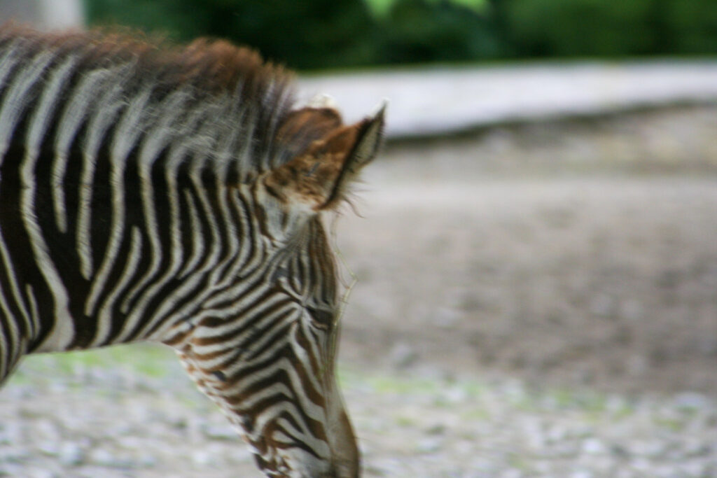 Berliner Zoo