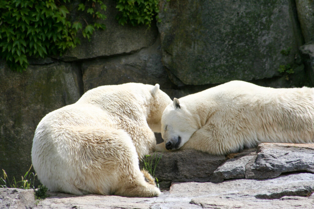 Berliner Zoo