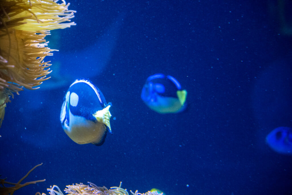Aquazoo L&ouml;bbecke Museum D&uuml;sseldorf