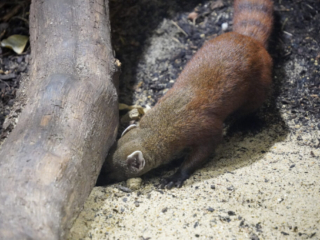 Alwetterzoo Münster Alwetterzoo Münster