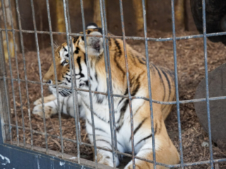 Alwetterzoo Münster Alwetterzoo Münster