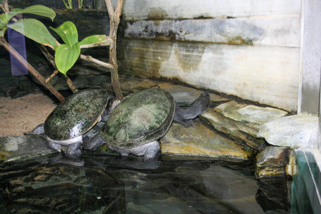 Berliner Zoo