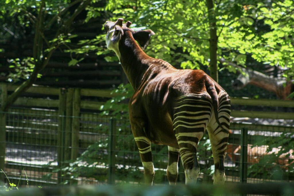 Berliner Zoo
