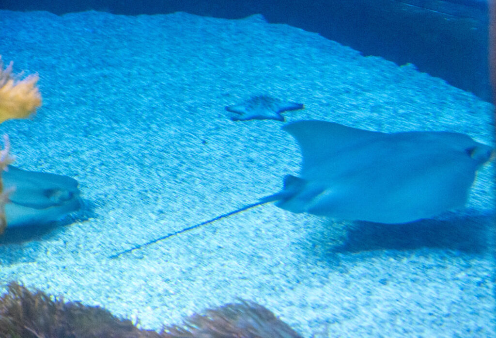 Aquazoo L&ouml;bbecke Museum D&uuml;sseldorf