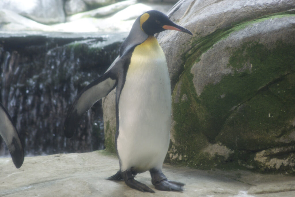 Berliner Zoo