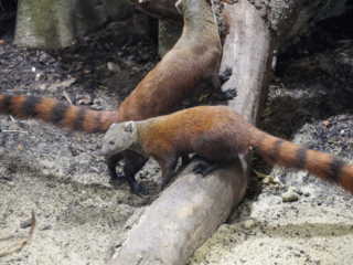 Alwetterzoo Münster Alwetterzoo Münster