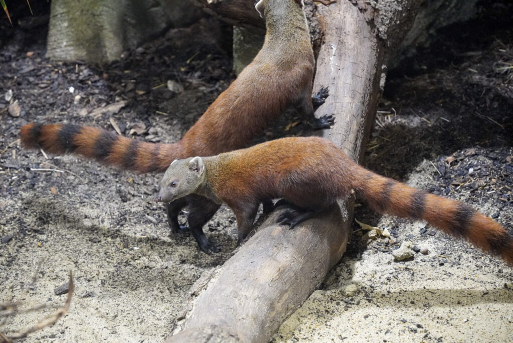 Alwetterzoo Münster Alwetterzoo Münster