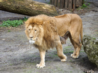 Alwetterzoo Münster Alwetterzoo Münster