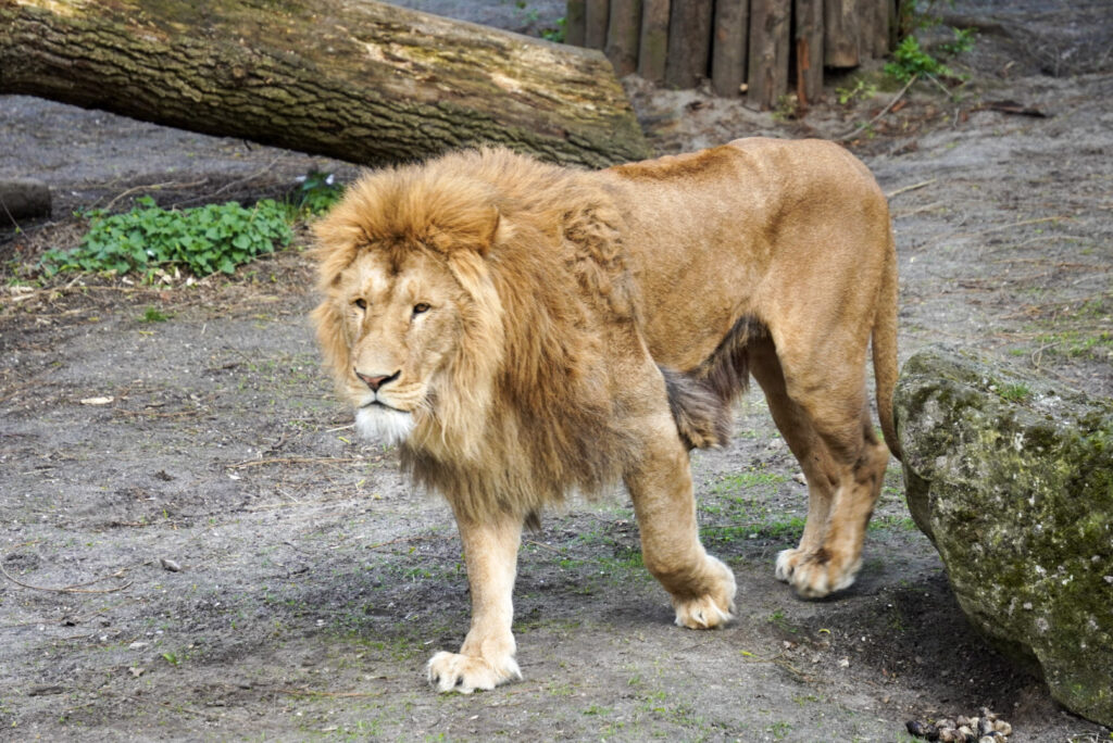 Alwetterzoo Münster Alwetterzoo Münster