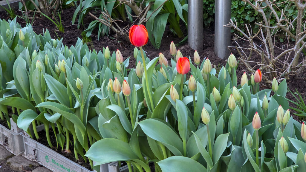 Br&uuml;ckenkopfpark J&uuml;lich