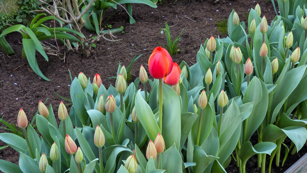 Br&uuml;ckenkopfpark J&uuml;lich