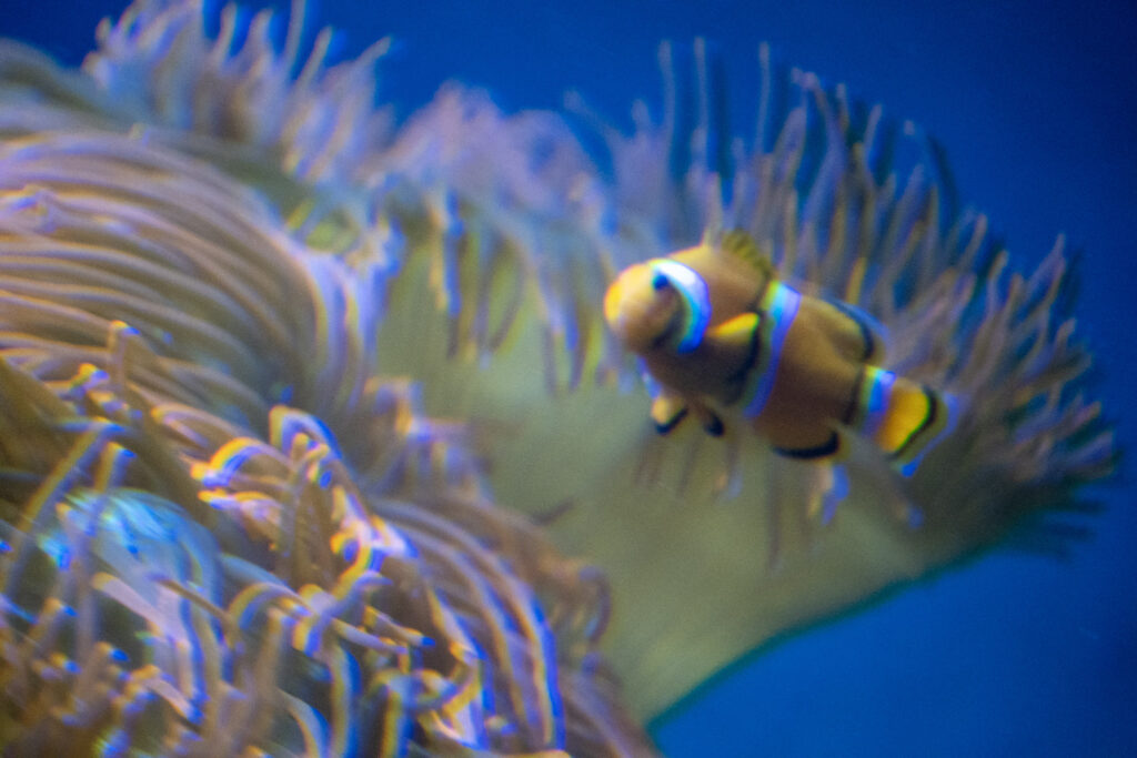 Aquazoo L&ouml;bbecke Museum D&uuml;sseldorf