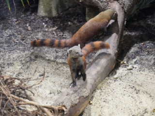 Alwetterzoo Münster Alwetterzoo Münster