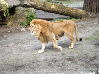 Alwetterzoo Münster Alwetterzoo Münster