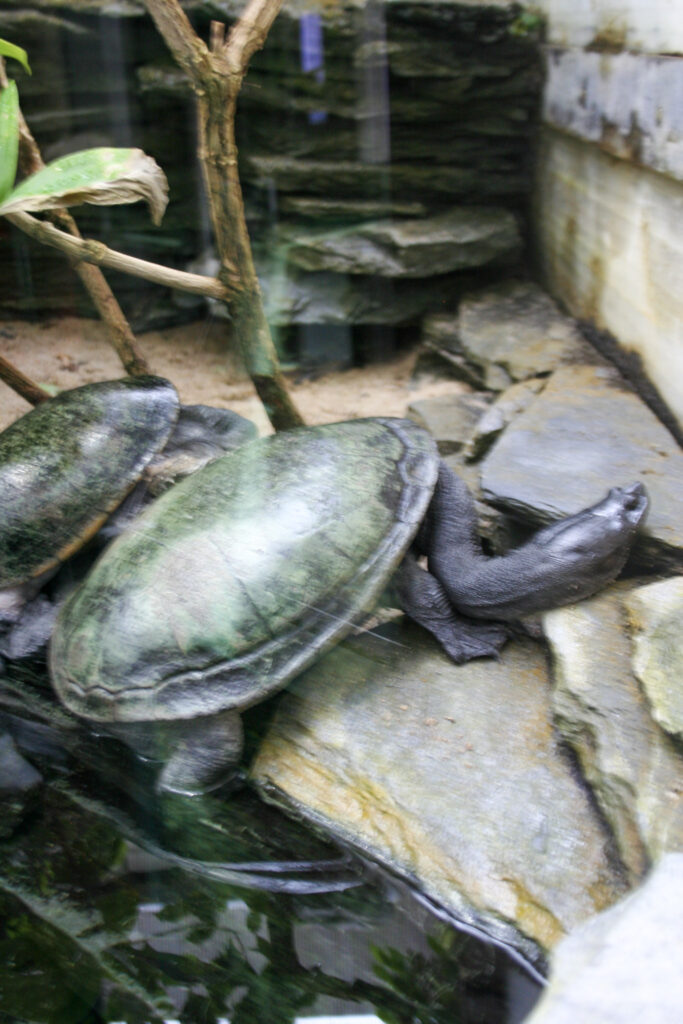 Berliner Zoo